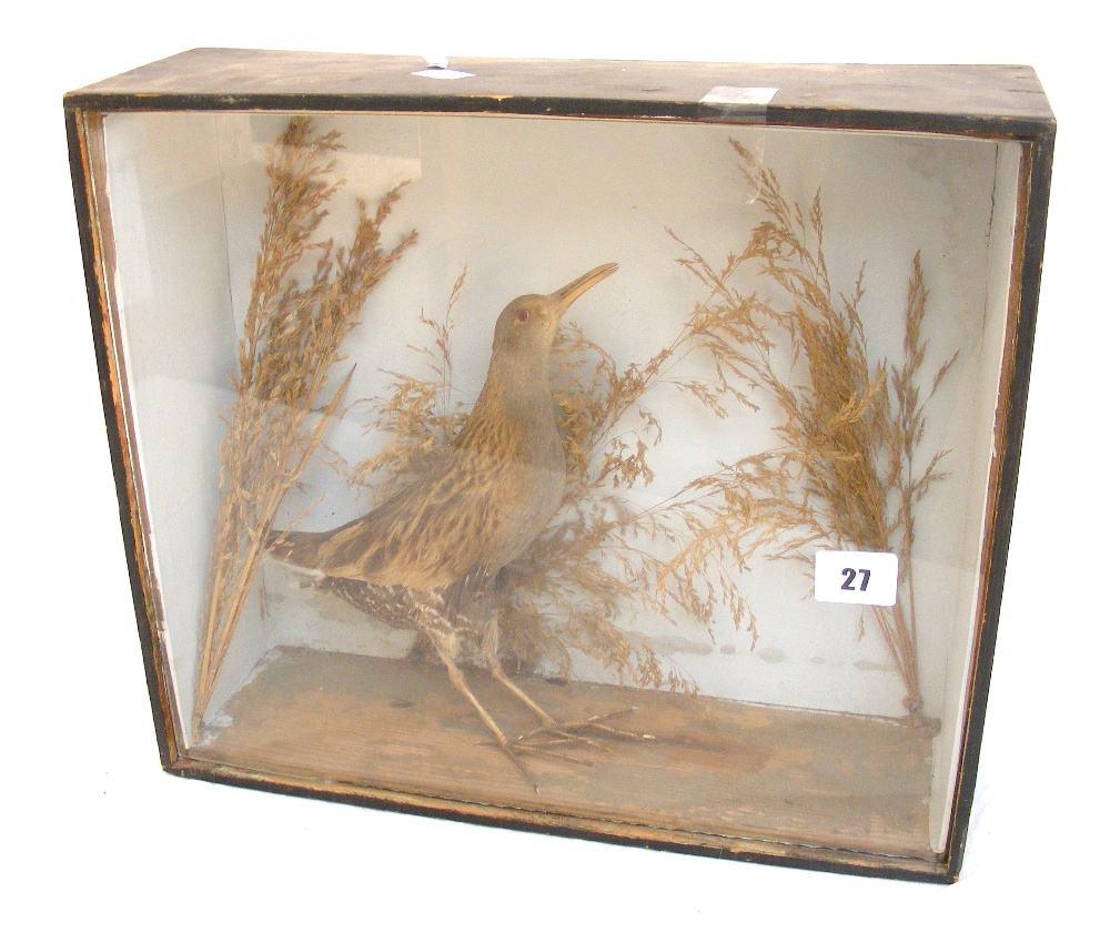 A taxidermy bird in glass display case.