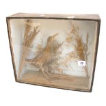 A taxidermy bird in glass display case.