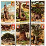 Liebig Unusual Trees 1902 S0690 set 6 vg