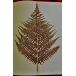 British Ferns - Victorian  A beautiful Victorian collection housed in a special album, similar to