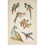 JACQUES GABRIEL HUQUIER (French, 1695-1772) "LIVRE des DIFFERENTES ESPECES d'OISEAUX de la CHINE