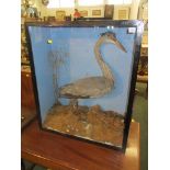 BIRD DISPLAY, cabinet glazed display of wading bird, possibly an egret