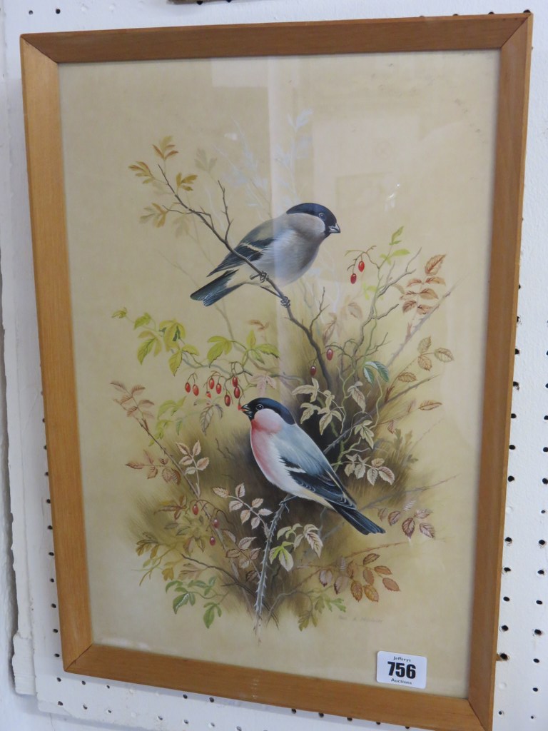 PAUL NICHOLAS, signed water colour, "Bullfinches", 15" x 10"