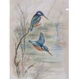 PAUL NICHOLAS, signed water colour, "Kingfishers", 21" x 15"