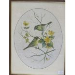 BIRD STUDY, signed water colour, "Willow Warbler and a Chiffchaff", 14" x 11"