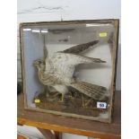 TAXIDERMY, cabinet cased display of sparrow hawk, 14" height