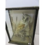 TAXIDERMY, cabinet cased display of white owl
