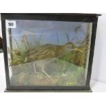 TAXIDERMY, cabinet cased display of wading bird
