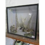 TAXIDERMY, cabinet cased display of 3 shore birds, 16" height