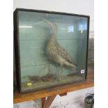 TAXIDERMY, cabinet cased display of curlew, 17" height