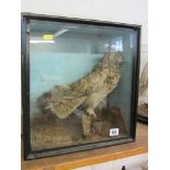 TAXIDERMY, cabinet cased display of owl, 15" height