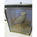 TAXIDERMY, cabinet cased display of parrot