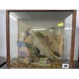 TAXIDERMY, cabinet cased display of woodpecker