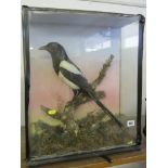 TAXIDERMY, cabinet cased display of magpie, 19" high