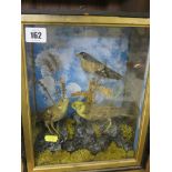 TAXIDERMY, cabinet cased display of 3 song birds