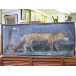 TAXIDERMY; cabinet glazed display of fox