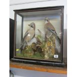TAXIDERMY, cabinet cased display of 2 jays, 17" height