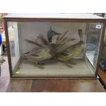 TAXIDERMY, cabinet cased display of 2 ducks