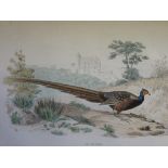 BIRD ENGRAVINGS, collection of 17 framed 19th Century hand tinted bird engravings