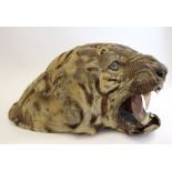 Taxidermy of a Bengal Tigers Head pre 19
