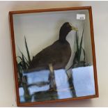 A cased Taxidermy of a Coot