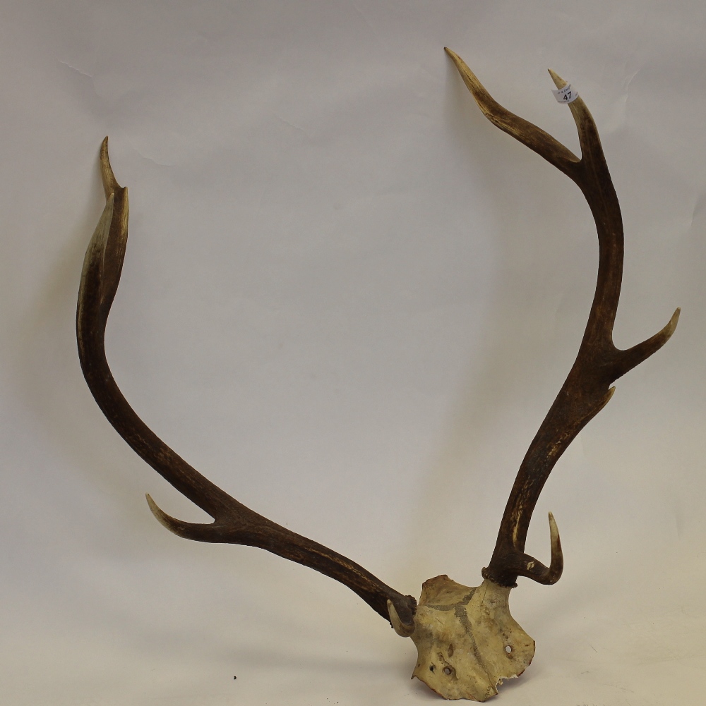 Real Deer Antlers - Image 2 of 2