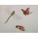 20th Century English School Study of a Dragonfly, Moth and Butterfly, Watercolour, 5” x 6 75”