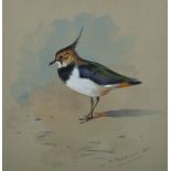 Archibald Thorburn (1860-1935) British ‘A Lapwing’, Watercolour, Signed and Dated 1907, 6” x 5 75”