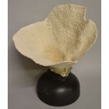A LARGE PIECE OF WHITE CORAL on a stand. 16ins high including stand.