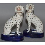 A SMALL PAIR OF STAFFORDSHIRE WHITE WITH BLACK SPOT SEATED SPANIELS, open legged on blue bases. 5ins