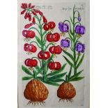 19th Century English School. A Botanical Study, Print, 14.5” x 9.5”, together with seven others, a