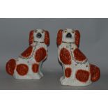 A PAIR OF STAFFORDSHIRE BROWN AND WHITE SEATED KING CHARLES SPANIELS 12ins high.