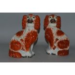 A PAIR OF STAFFORDSHIRE BROWN AND WHITE SEATED KING CHARLES SPANIELS 9.5ins high.
