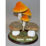 A MUSHROOM GROUP, SPECIMENS of seven mushrooms on a wooden stand 12ins high.