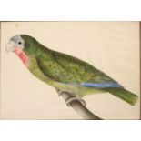 19th Century English School. A Parrot on a Branch, Watercolour, 9” x 11”.