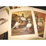 BIRD PRINTS, incl. Pigeons, Ducks, etc., mostly 19th c. chromos. (Q).