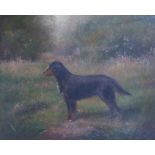 Henry Crowther (XIX-XX) STUDY OF HOUND Oil on canvas. Signed. Dated 1914. 30cm x 37cm