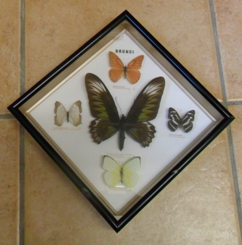 Cased set of tropical butterflies