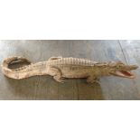 Taxidermy crocodile length 90 cm