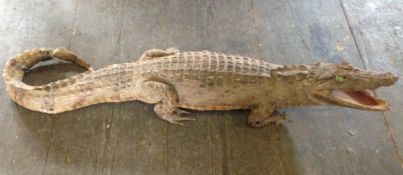 Taxidermy crocodile length 90 cm