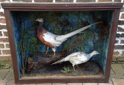 Taxidermy cock & hen pheasants in a case