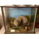Taxidermy mink in a case with paper labe