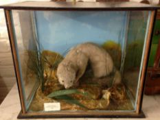 Taxidermy mink in a case with paper labe