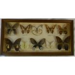 Cased taxidermy butterflies