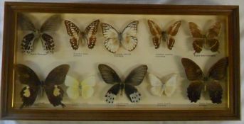 Cased taxidermy butterflies