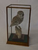 Taxidermy Little Owl in case (with CITES
