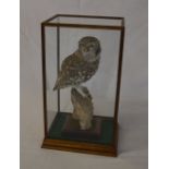 Taxidermy Little Owl in case (with CITES