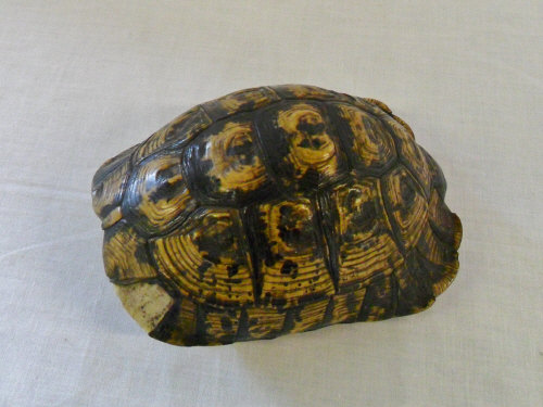 Tortoise shell