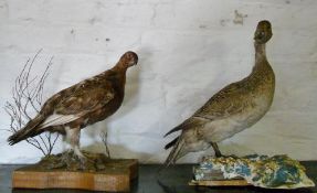 Taxidermy grouse & hen pintail duck