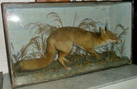 Taxidermy fox in case